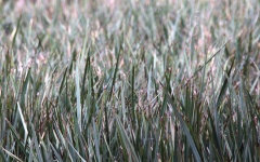 Long dry grass