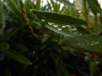 Gocce di pioggia ingrandenti