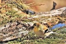 Male Goldfinch On Cedar Branches