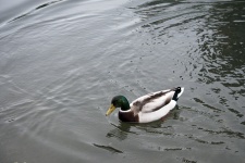 Maschio Mallard Duck