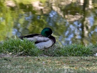 Male Mallard Duck Sleeping