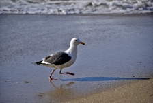 Marching Seagull op het strand