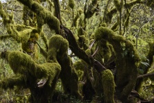 Moss Covered Branches