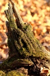 Muschio sul ceppo di albero Close-up