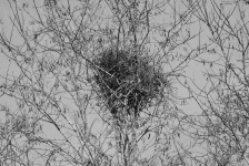 Nest Of Magpies