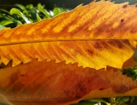 Orange Leaf Veins