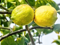 Pair Of Lemons