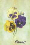 Pansy Flowers Vintage Painting