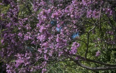 Pear Blossom Tree