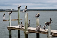 Pelicans On A Pier