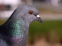 Visage de pigeon