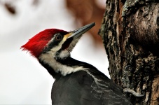 Pileated Woodpecker Close-up