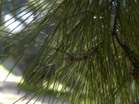 Pine Needles Closeup Background