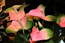 Różowe kwiaty Anthurium