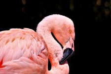 Pink Flamingo Close-up pe negru