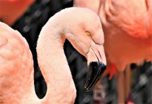 Rosa Flamingo Närbild