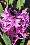 Růžový hyacint a včelka