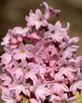 Růžové hyacintové lístky
