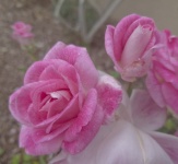 Rózsaszín rózsa háttér