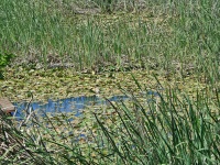 Pond With Reeds And Waterlily Plant