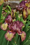 Purple Bearded Iris And Buds