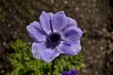 Fiore viola in giardino