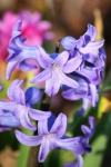 Lila hyacint närbild