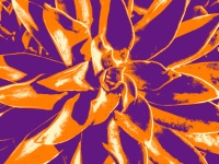 Purple Orange Succulent