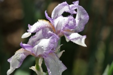 Paarse gestreepte iris en regendruppels