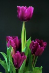 Tulipani viola sul nero