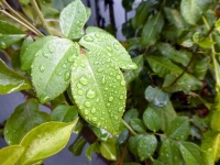 Rain Drops Of Ficus Leaves