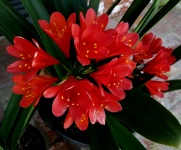 Red Amarillo Flower