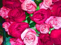 Red and Pink Roses Background