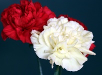 红色和白色的康乃馨