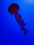 Vörös medúza függőleges