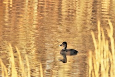 Ring-billed Duck on Golden Pond