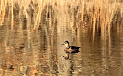 Canard à collier sur l'étang d'o