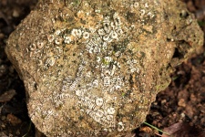 Rocher avec des fossiles de Crinoïdes