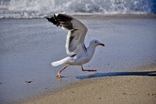 Seagull in esecuzione