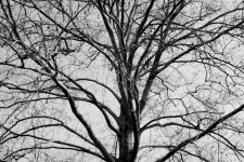 Copac negru și alb înfricoșător