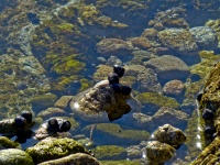 Escargots de mer
