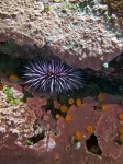 Sea Urchin e Coral Reef
