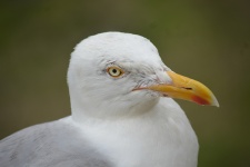 Seagull head
