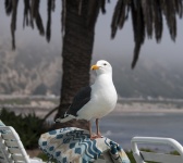Seagull on lounge chair