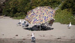 Seagulls And Beach Umbrella