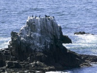 CA-L2 CALIFORNIA SEAL AND BIRD ROCKS LAGUNA BEACH 