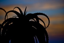 Silhouetted Plant at Dusk