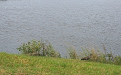 Ibis africano único ao lado da barragem