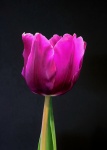 Tulipe pourpre unique sur noir