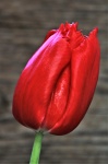 Einzelne rote Tulpe Nahaufnahme